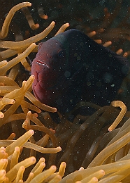 Sipadan_2015_Poisson Clown a trois bandes_Amphiprion ocellaris_IMG_2929_rc